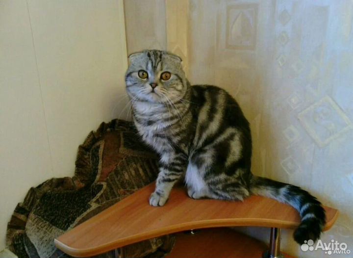 Котик для кошечек (вязка)