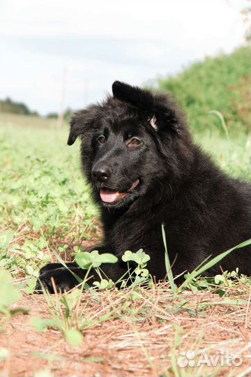Черная д-ш девочка немецкой овчарки