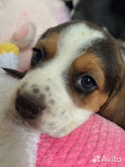 Щенки Бигль