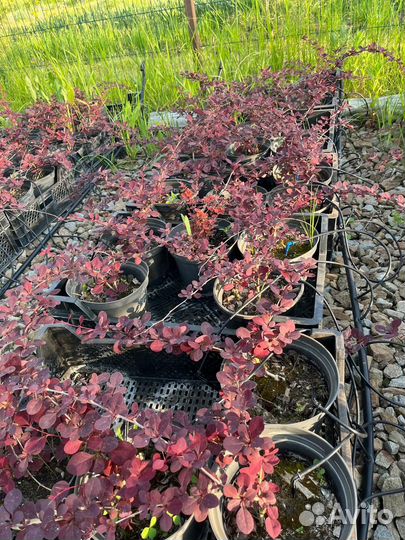 Барбарис тунберга