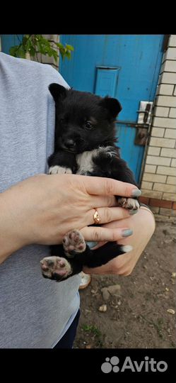 Щенята(девочки) мама немецкая
