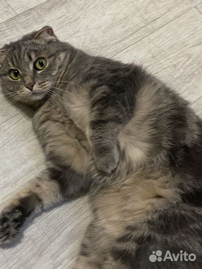 Взрослая кошка