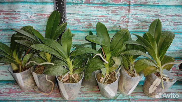 Орхидея Бабочка