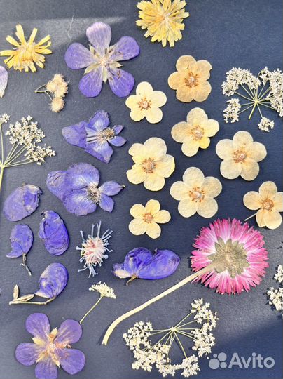 Сухоцветы