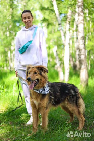 Собаки бесплатно в добрые руки, щенки, овчарки