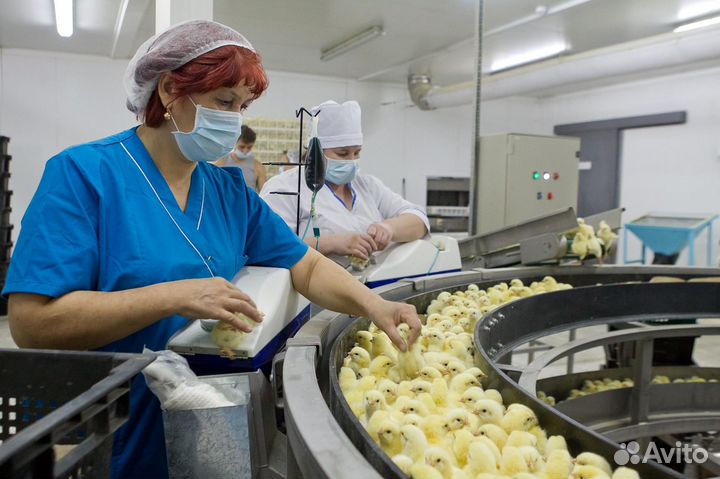 Вакансия на вахту на птицефабрике с проживанием