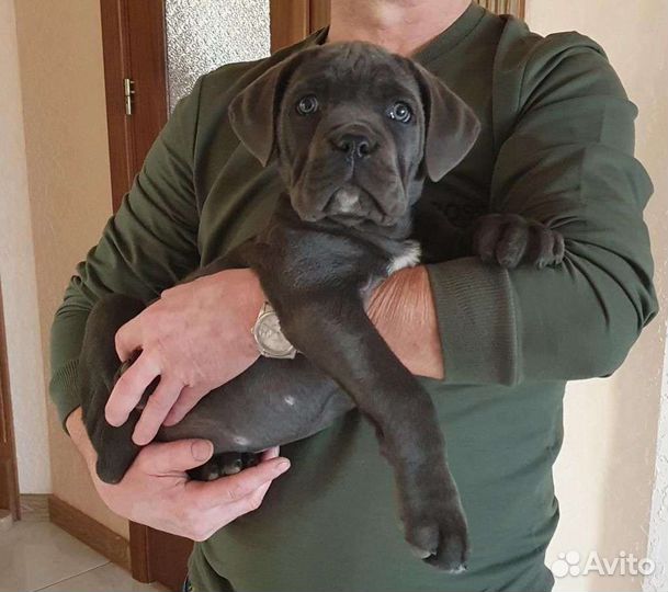 Щенки кане Корсо голубой