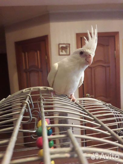 Попугай карелла