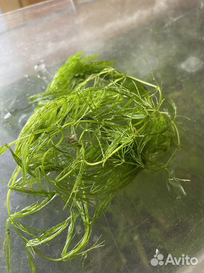 Аквариумные растения