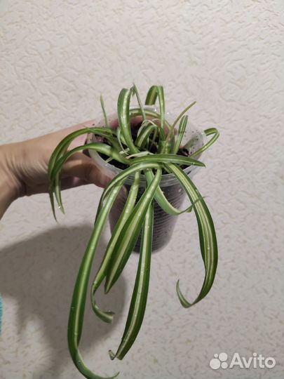 Хлорофитум кудрявый Бонни