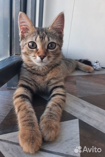 Спасите Кляксу