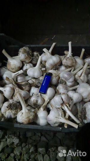 Чеснок