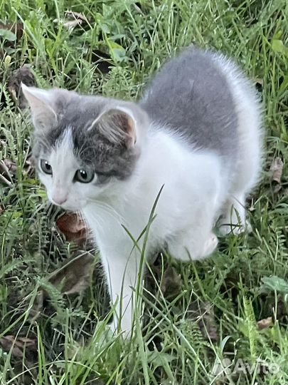 Кошка в дар