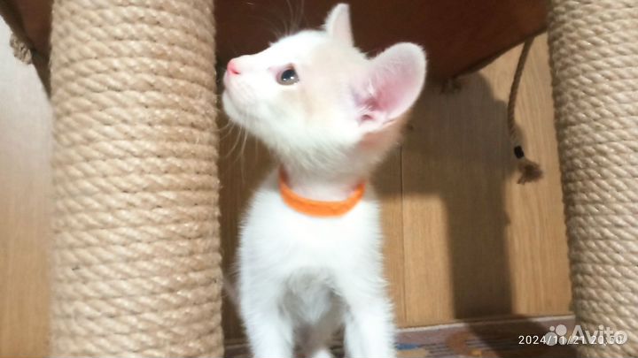 Котята от Донских сфинсов