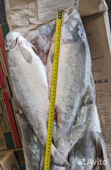 Горбуша Камчатка морская