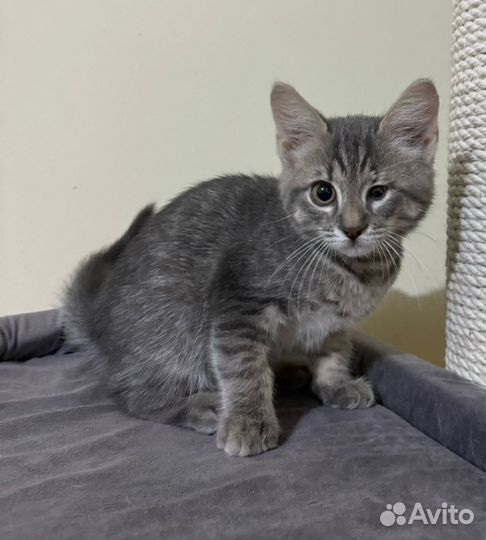 Котёнок бесплатно