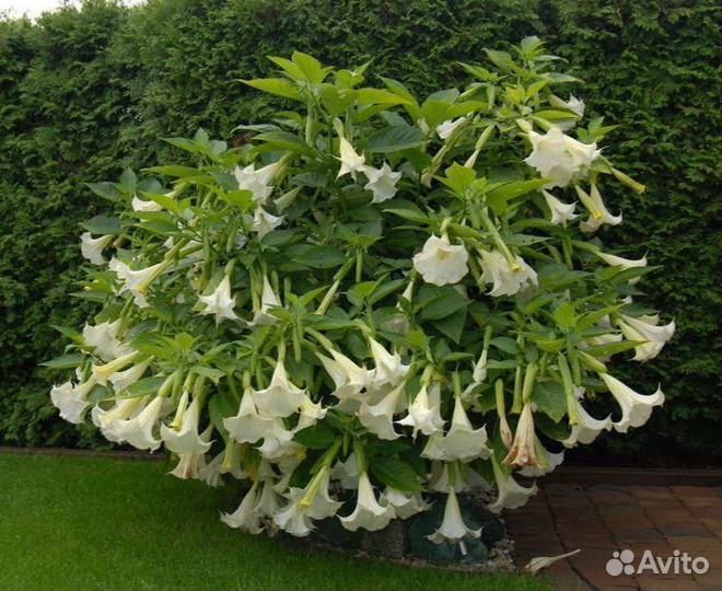 Гибискус, Каламондин вариегатный, Бругмансии