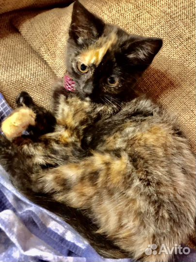 Котенок в дар бесплатно