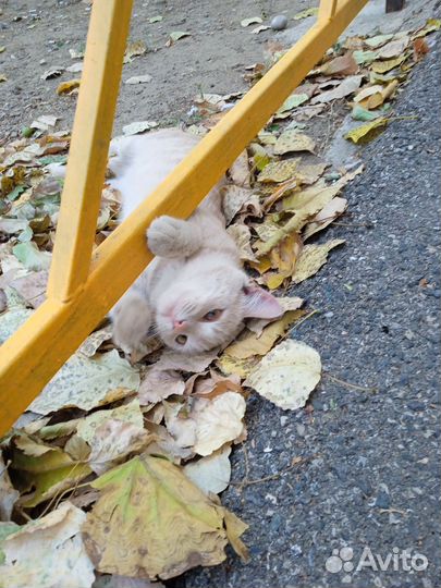 Рыжий котик