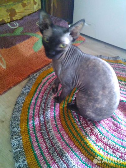 Канадский сфинкс