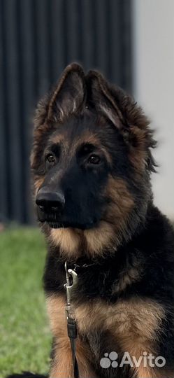 Щенки немецкой овчарки