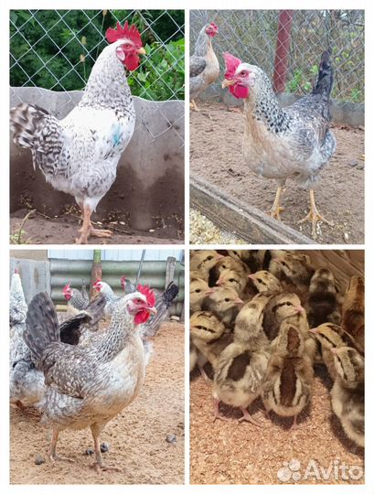 Борковская барвистая инкубационное яйцо