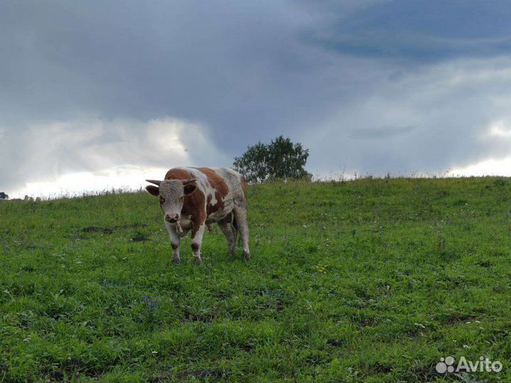 Фермерское хозяйство с поголовьем