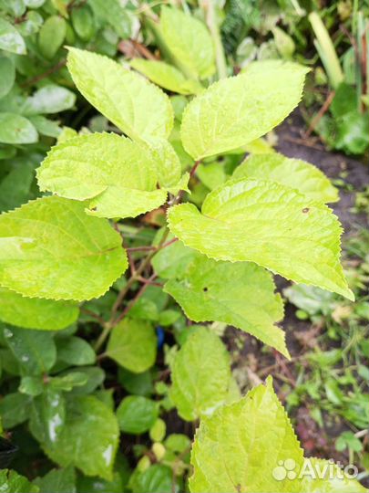 Гортензия саженцы