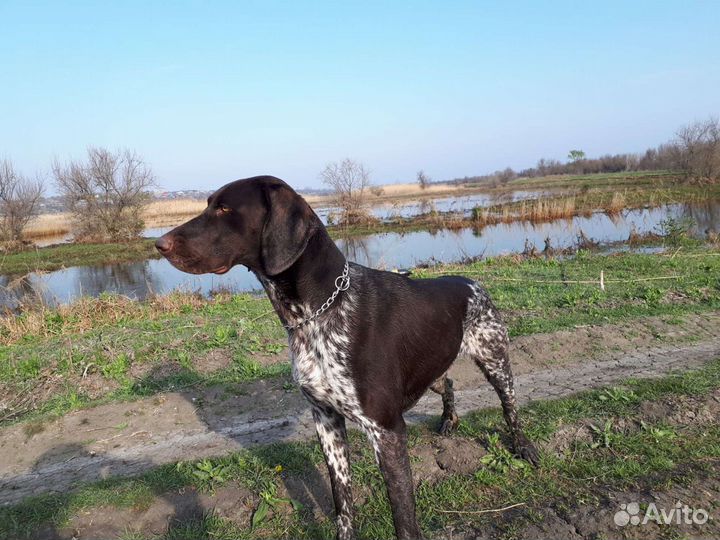 Курцхаар вязка