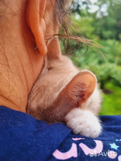 Необычайно ласковый малыш из приюта ищет котомаму