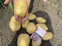 Картофель свежий урожай 2023