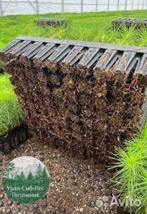 Зкс и окс Сосна Ель Лиственница сеянцы Голуб горн