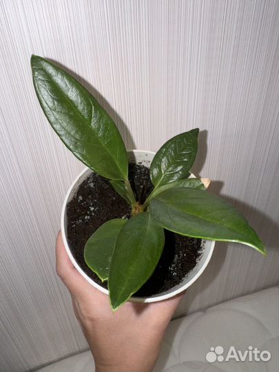 Антуриум Пловмани