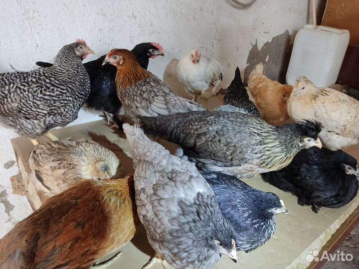 Потрясающие курочки