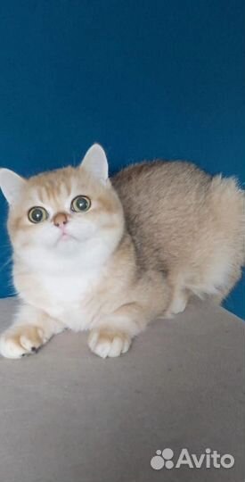 Золотая шиншилла ny12 котенок мальчик