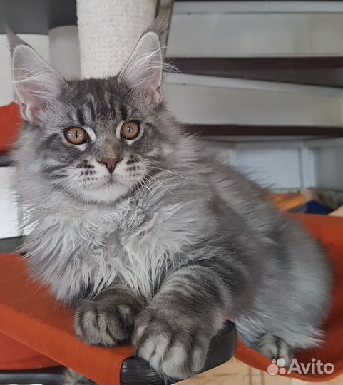 Котята мейн-кун
