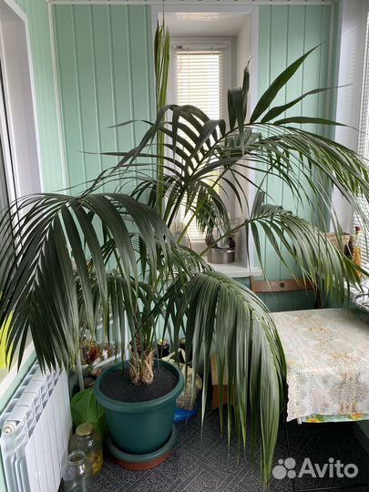 Пальма Ховея