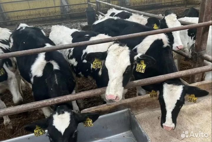 Телята бычки