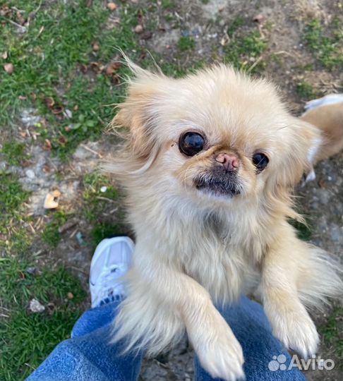 Щенок в добрые руки бесплатно