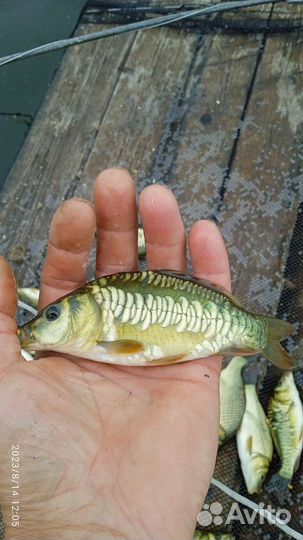 Малёк карпа этого года