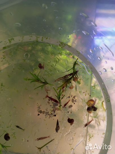 Сомики анциструсы и аквариумные креветки