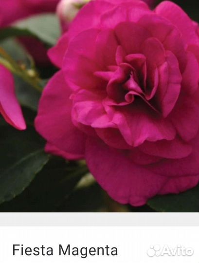 Бальзамины