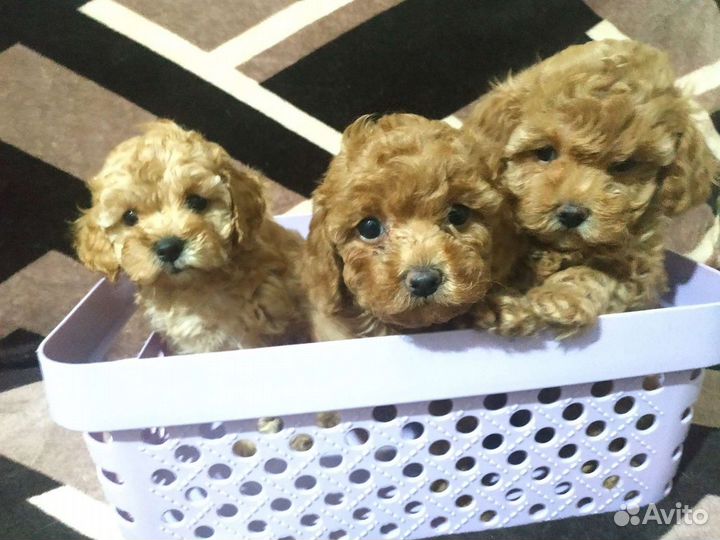 Той пудельки