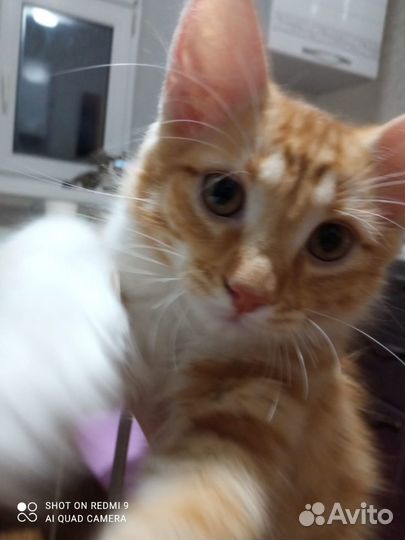 Котики и кошечка в хорошие руки бесплатно