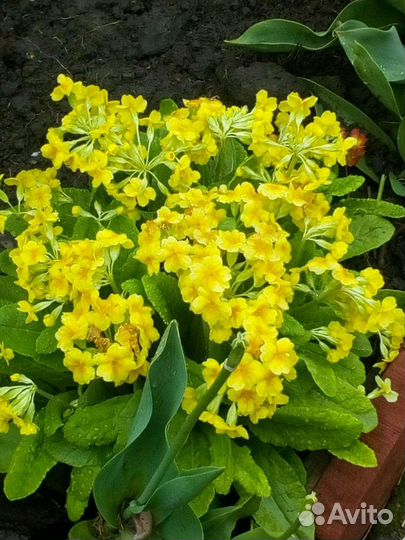 Многолетники