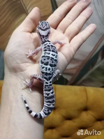 Геккон эублефар