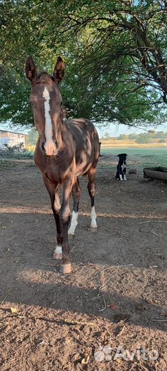 Жеребчик и молодая кобылка