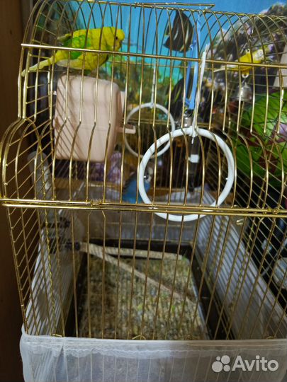 Продам попугаев