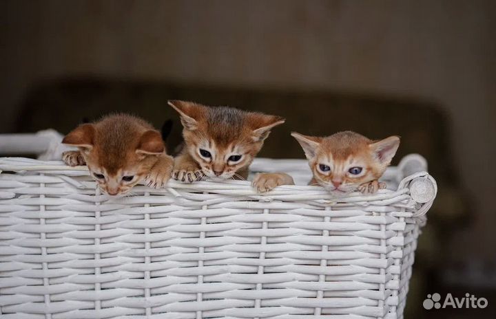 Абиссинские котята