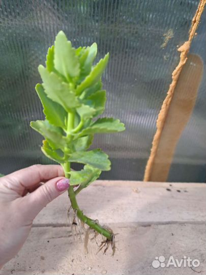 Каланхоэ черенки